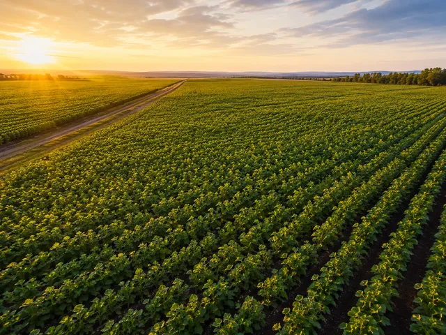 Fotografía aérea de campo de cultivo (caña, remolacha o maíz) al amanecer.